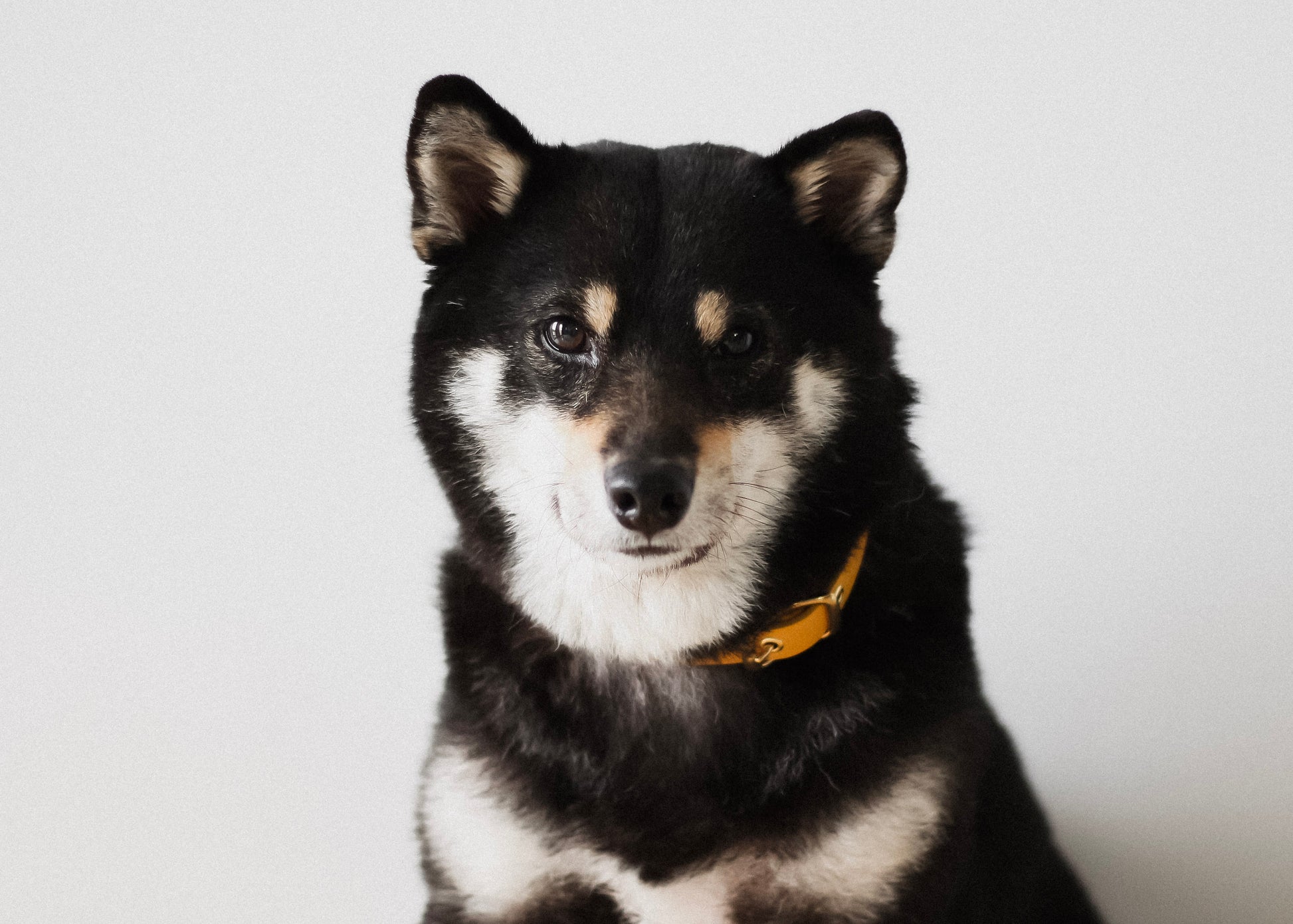 寵物項圈 PET COLLAR - HUANGS
