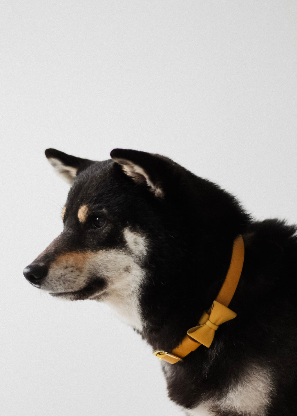 寵物項圈 PET COLLAR - HUANGS