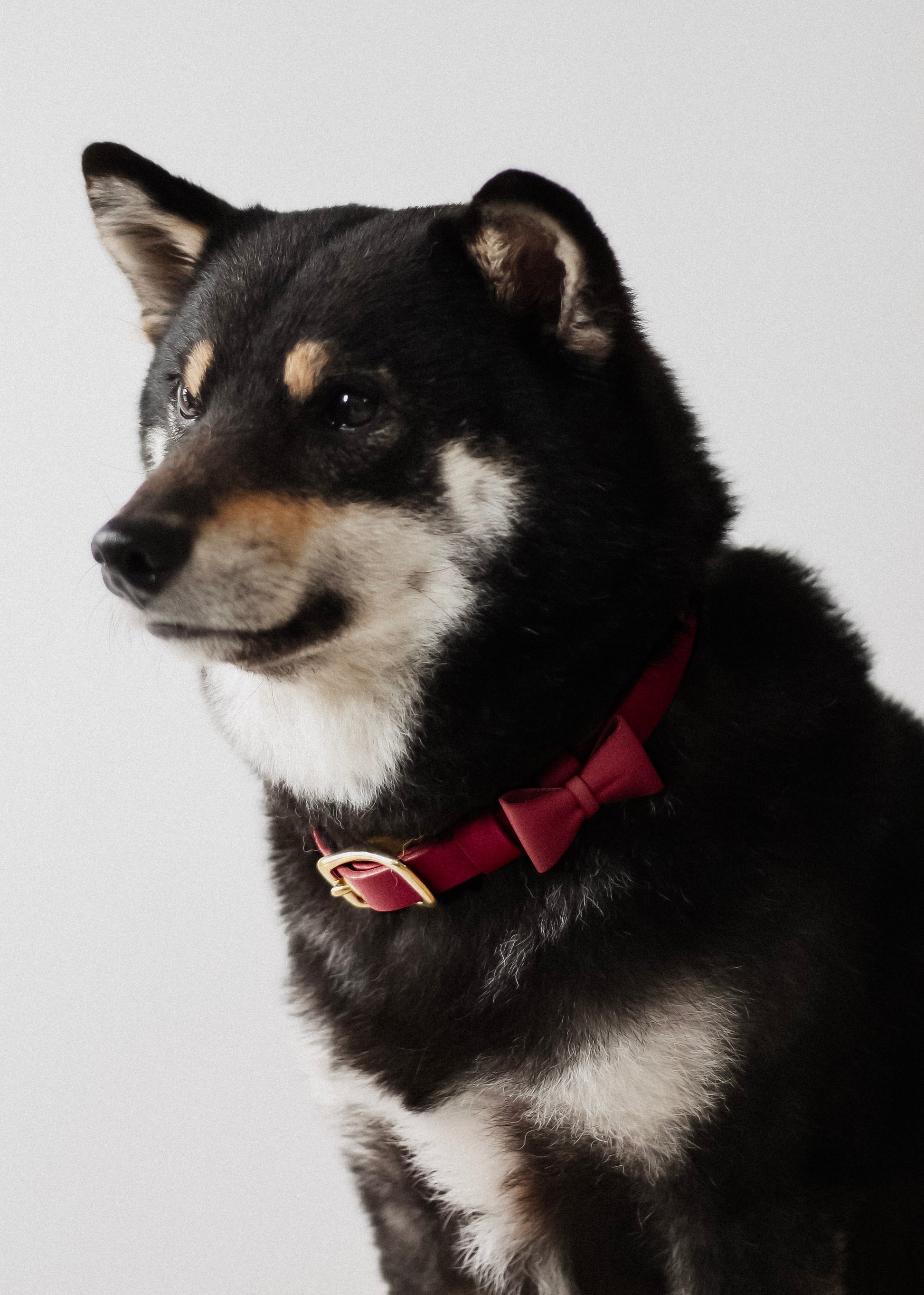 寵物項圈 PET COLLAR - HUANGS