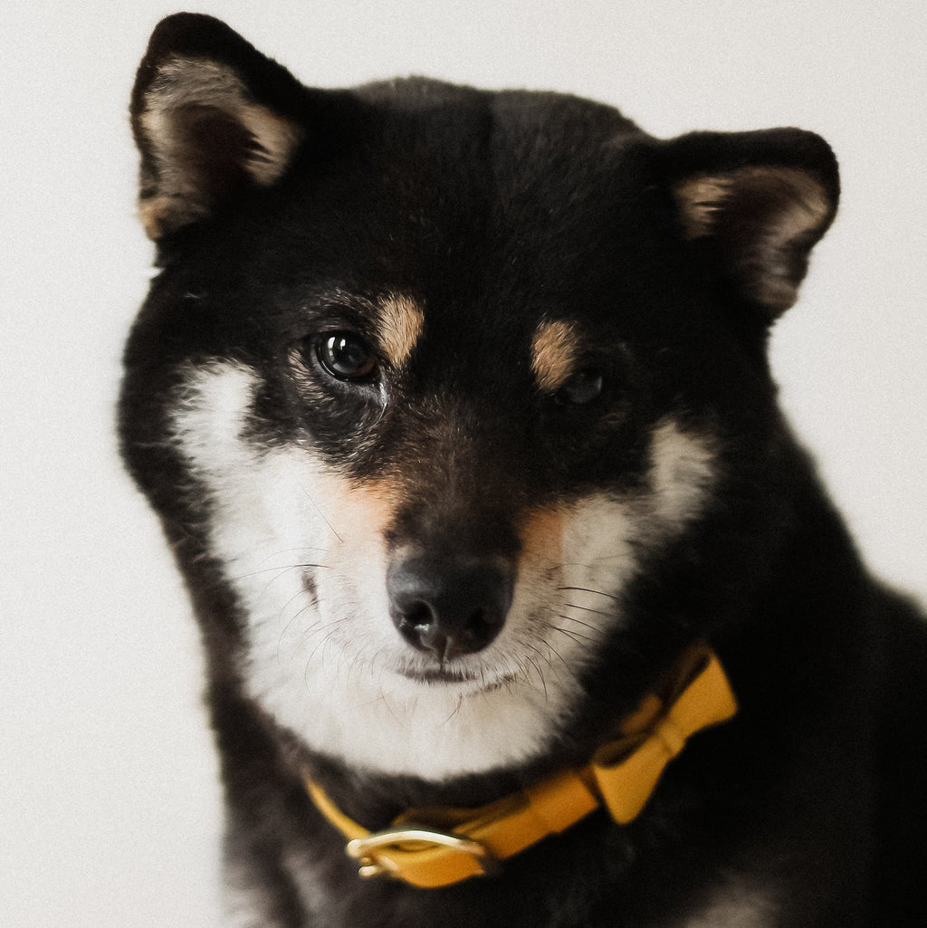 寵物項圈 PET COLLAR - HUANGS