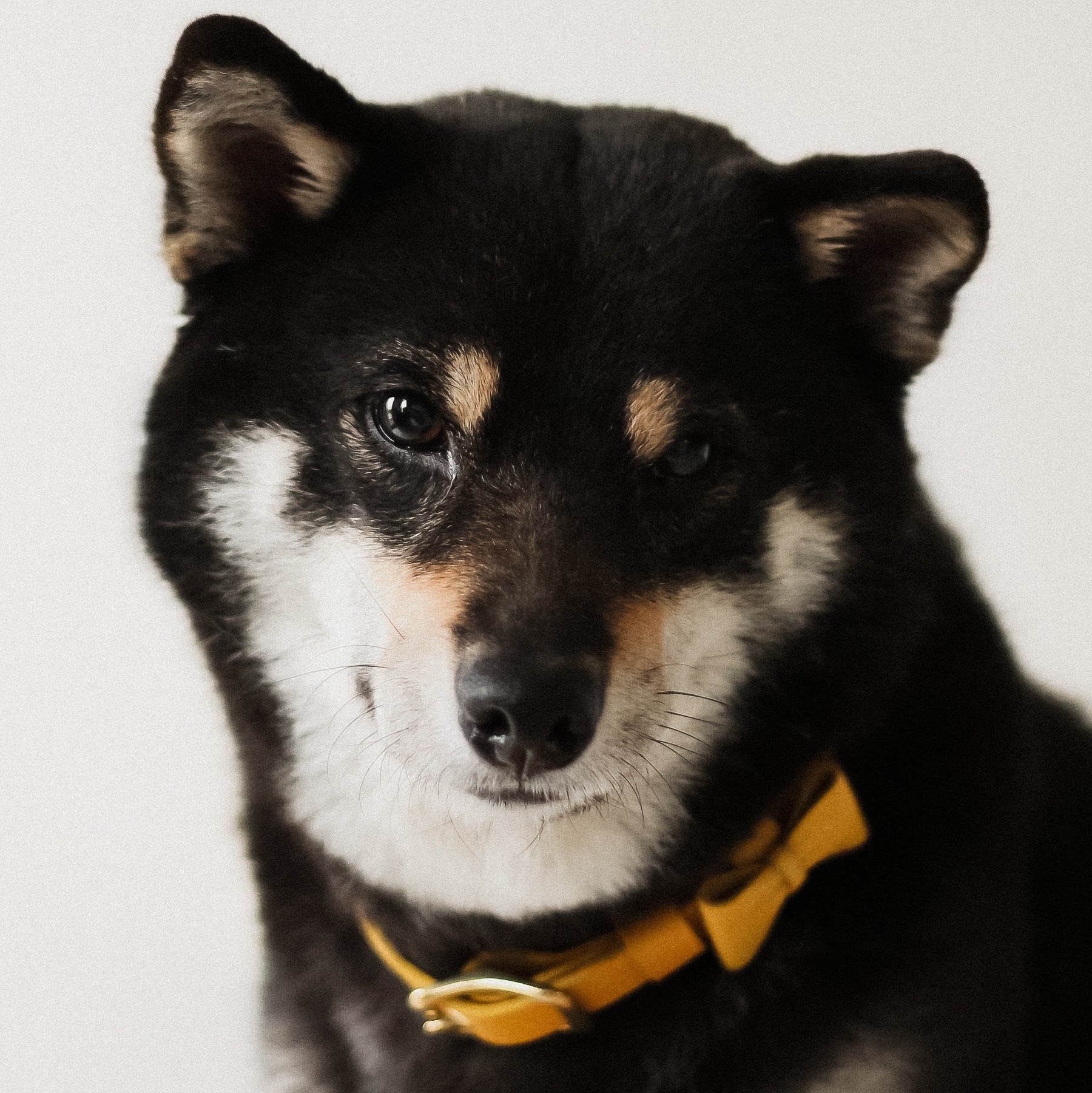 寵物項圈 PET COLLAR - HUANGS