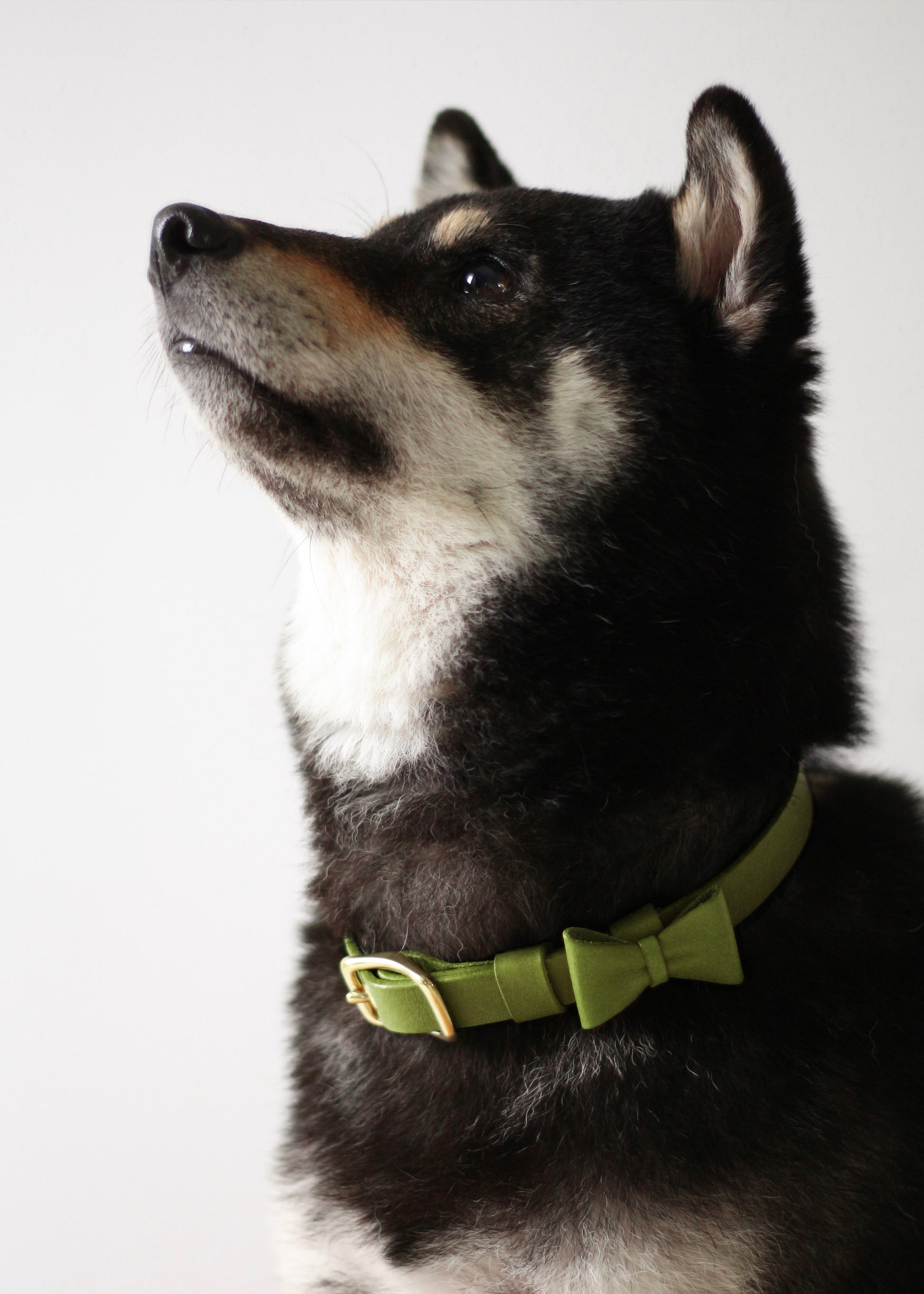寵物項圈 PET COLLAR - HUANGS