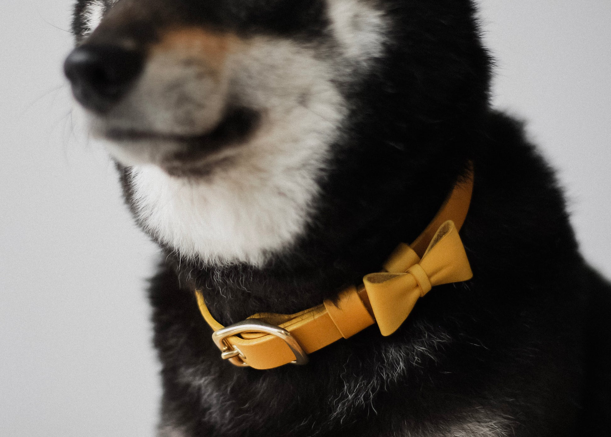 寵物項圈 PET COLLAR - HUANGS